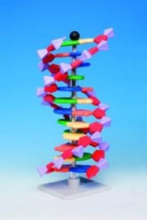 miniDNA molecule model kit advanced, 22 layer