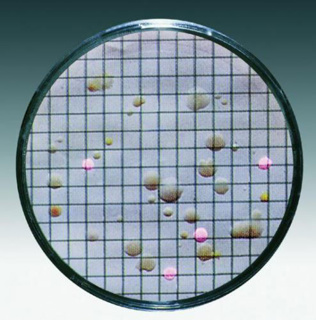 Nutrient pad w. membrane filter, Sartorius, Endo, 0,45µm, D50mm, sterile