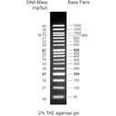 CSL-MDNA-5.WEB_50-1500bp.jpg