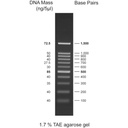 CSL-MDNA-2.WEB_100-1,5kb.jpg