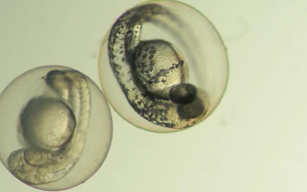 Stereo-zebrafisk.jpg