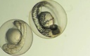 Stereo-zebrafisk.jpg