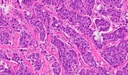 DP28-BX53-1.jpg