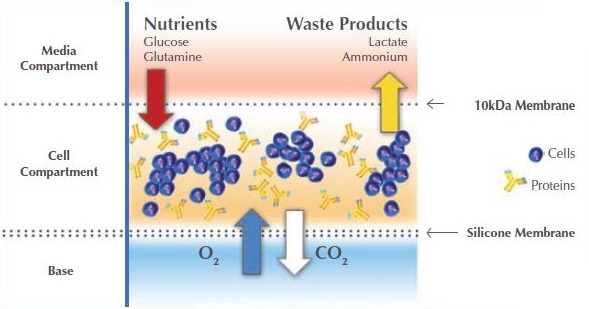 Wheaton_cellinediagram.jpg