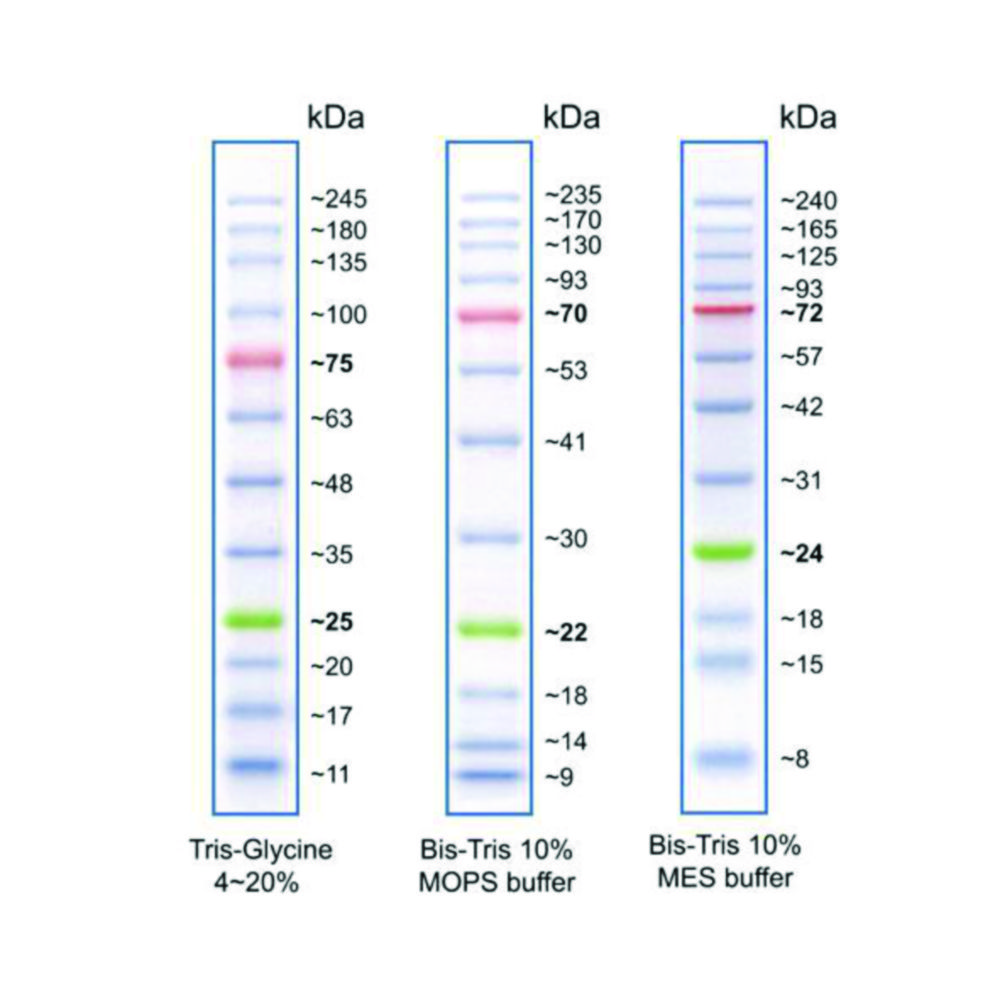Protein Ladders, Prestained, 12 pcs