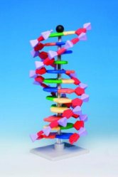 miniDNA molecular modell kit advanced, 12 layers