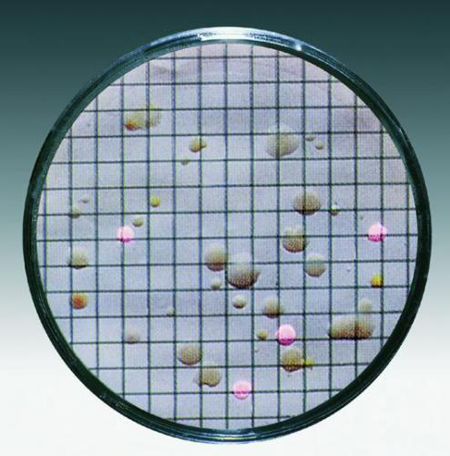 [9055008] Nutrient pad w. membrane filter, Sartorius, Endo, 0,45µm, D50mm, sterile